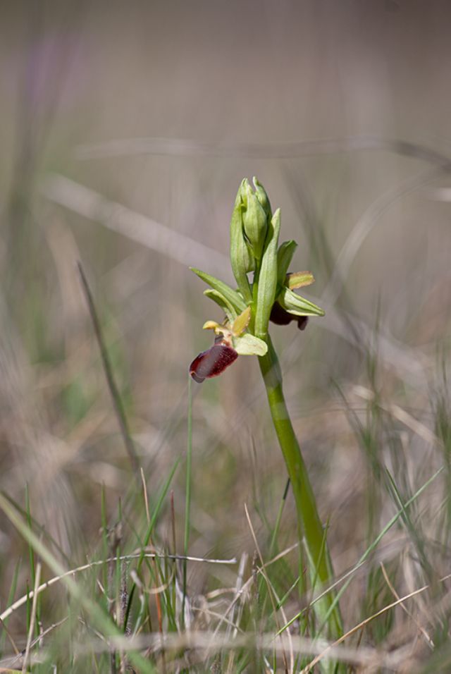 Ophrys della sezione Araniferae